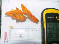 Stromanthe stromanthoides