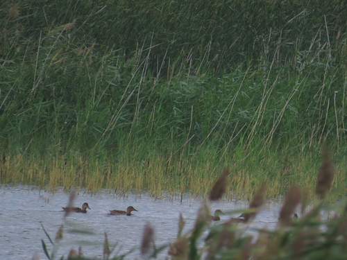 Mallard