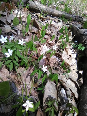 Anemonoides quinquefolia