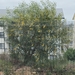 Acacia cyanophylla