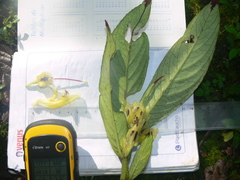 Columnea picta