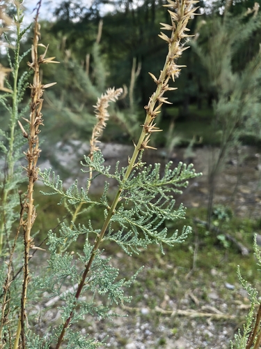 Myricaria germanica, photograph 6