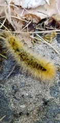 Lophocampa argentata