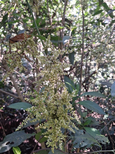 Chamissoa altissima observed 2026-08-13