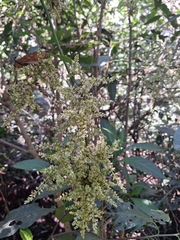 Chamissoa altissima, photograph (c) Rocío Esmeralda Pose, some rights reserved (CC BY)