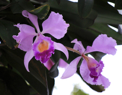 Cattleya trianae