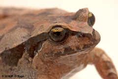 Chiloe Island Ground Frog photo 4