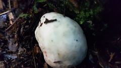 Rossbeevera pachydermis