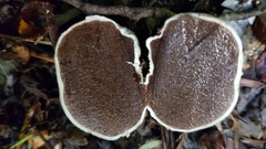 Rossbeevera pachydermis