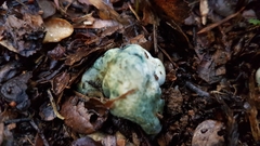 Rossbeevera pachydermis