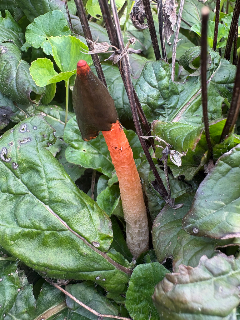 Wrinkly Stinkhorn · August 2026 · photo: Photo: no rights reserved · iNaturalist