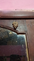 Scinax acuminatus