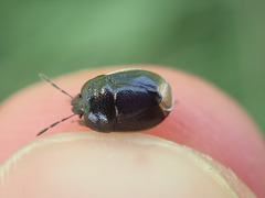 Legnotus limbosus