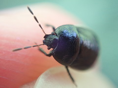 Legnotus limbosus