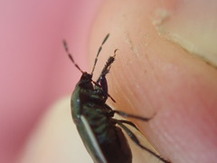 Legnotus limbosus