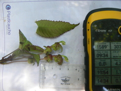 Burmeistera multiflora