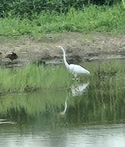 Great Egret