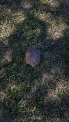 Chelonoidis chilensis