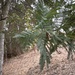 Acacia decurrens