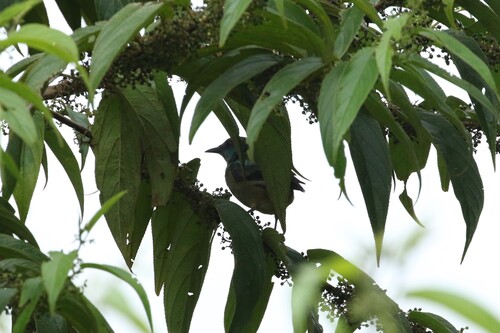 Scarlet-thighed Dacnis