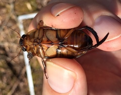 Dytiscus cordieri