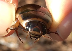 Dytiscus cordieri