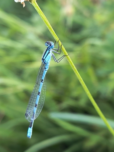 Common Blue Damselfly