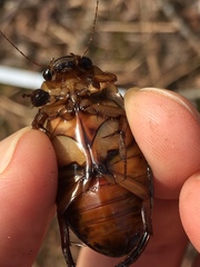 Dytiscus cordieri