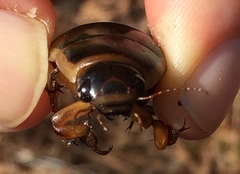Dytiscus cordieri