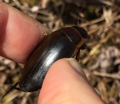 Dytiscus cordieri