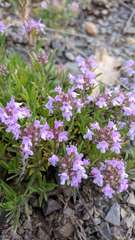 Thymus callieri