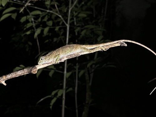 Whistling Lizard