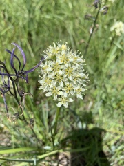 Toxicoscordion venenosum venenosum