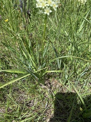 Toxicoscordion venenosum venenosum