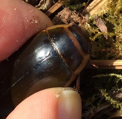 Dytiscus cordieri
