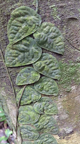 Monstera dubia, photograph 2