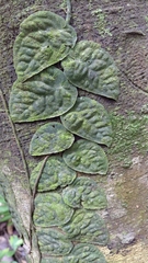 Monstera dubia, photograph (c) keesgroenendijk, some rights reserved (CC BY)