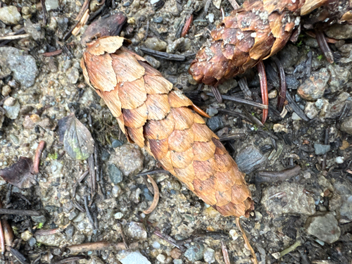 Picea engelmannii, photograph 6