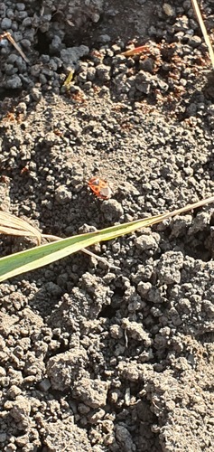European Firebug