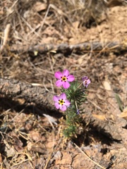 Leptosiphon montanus
