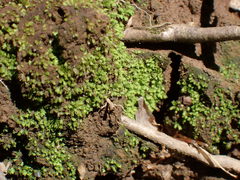 Fissidens osmundioides