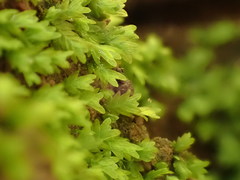 Fissidens osmundioides