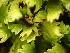 Fissidens osmundioides