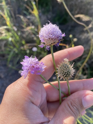 Cephalaria transsylvanica, photograph 6