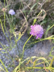 Cephalaria transsylvanica, photograph (c) Илья Руденко, some rights reserved (CC BY)