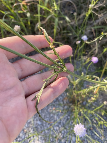 Cephalaria transsylvanica, photograph 5