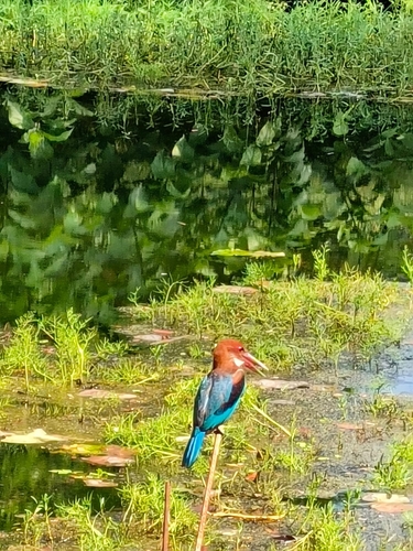 White-throated Kingfisher