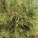 Acacia cyanophylla