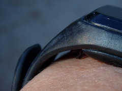 Castianeira occidens