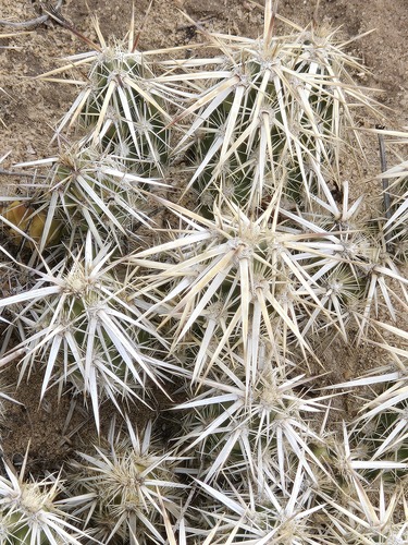 Grusonia clavata, photograph 6